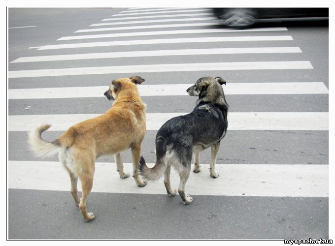 Собаки на дорозі - небезпека вискочила із кущів